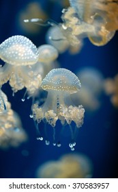 White-spotted Jellyfish - Phyllorhiza Punctata 