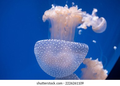 white spotted jellyfish invasive species