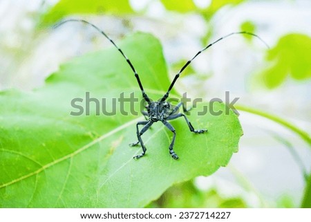White-spotted longicorn perching on a sunflower leaf in the garden