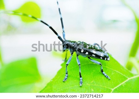 White-spotted longicorn turning around after noticing us on a sunflower leaf growing outdoors.