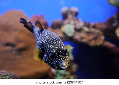 787 Blue spotted puffer fish Images, Stock Photos & Vectors | Shutterstock