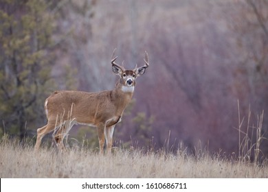 Whitetail Buck in beautiful autumn habitat during the deer hunting season