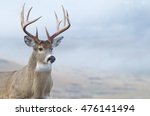 Whitetail Buck Deer close up portrait of large trophy class stag during hunting season