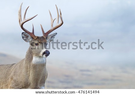 Whitetail Buck Deer close up portrait of large trophy class stag during hunting season