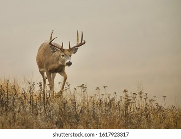 Stock Photo and Image Portfolio by Tom Reichner | Shutterstock