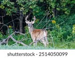 Whitetail buck deer (Odocoileus virginianus) with velvet antlers standing on the edge of a forest during late summer in Wisconsin
