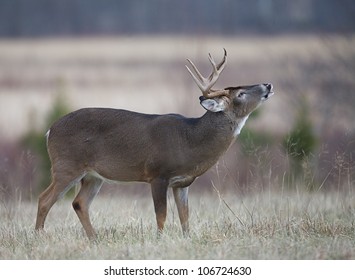 Whitetail Buck Deer performing lip curl, Great Smoky Mountains National Park