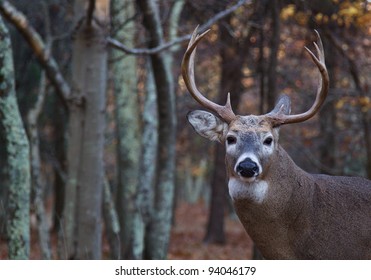 Whitetail Buck Deer, Portrait With Woodland Background