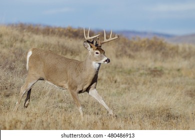  Whitetail Buck Deer, running with small clods of dirt being thrown up in the air from his hooves.  Odocoileus virginianus