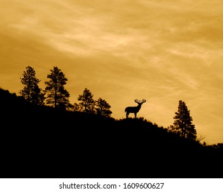 Whitetail Buck Deer silhouette on ridge top with Ponderosa Pine trees