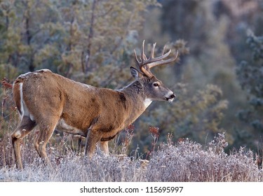 Whitetail Buck Deer Stag, Adirondack Mountains, Upstate New York Deer Hunting Season