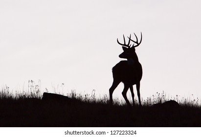 Whitetail Buck Deer Stag, Black & White Silhouette, Midwestern Deer Hunting The Midwest