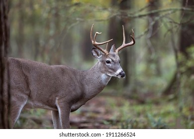 Whitetail Buck Deer, Woods Early Fall