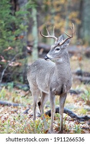 Whitetail Buck Deer, Woods, Light Rain