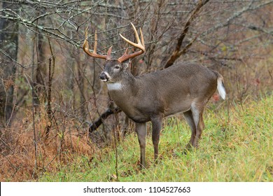 481 Cades Cove Whitetail Bucks Images, Stock Photos & Vectors 