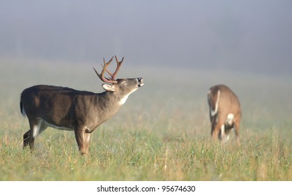 A whitetail buck lip curling during the rut on a foggy morning