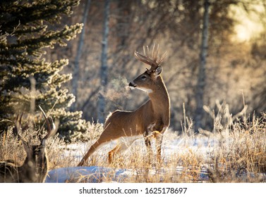 Whitetail buck poses in the morning light during golden hour.