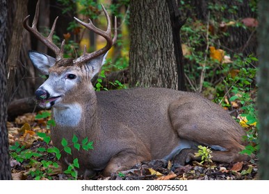 47 Whitetail deer lying down Images, Stock Photos & Vectors | Shutterstock