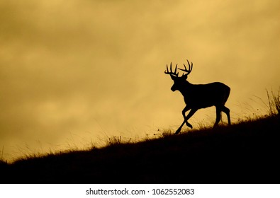 Whitetail Buck Running Along A Ridge Top During Deer Hunting Season, Silhouetted Against The Sky