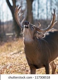 Whitetail buck in rut, showing a lip curl.  Shallow depth of field.  Focus on his lip.