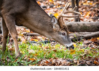 Whitetail buck smelling the ground during the rut. 