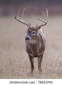 Whitetail Buck standing in autumn grass, Cades Cove, Tennessee