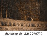Whitetail buck standing in bean field in fall