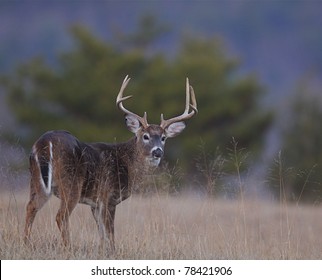 Whitetail Buck standing in tall grass, Cades Cove, Tennessee