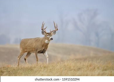 Whitetail Buck walking across a meadow on a foggy morning