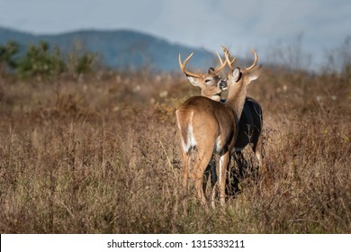 Whitetail Bucks Grooming Behavior