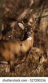 Whitetail Deer 