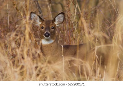 Whitetail Deer 