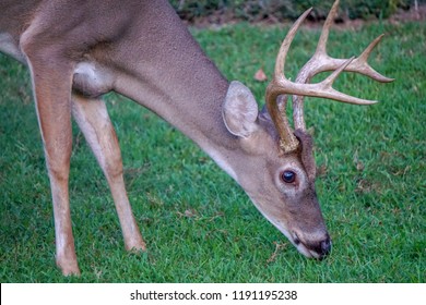 Whitetail deer 8 point buck feeding in lawn