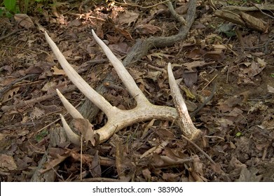 Whitetail Deer Antler Shed