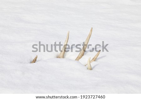 Whitetail Deer antler - shed antler found on snow in winter after buck hunting season