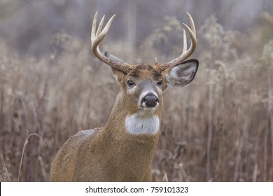 black whitetail deer buck