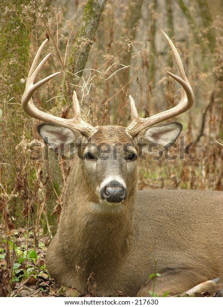 Whitetail Deer Buck Bedded Thicket During Stock Photo (Edit Now) 217630