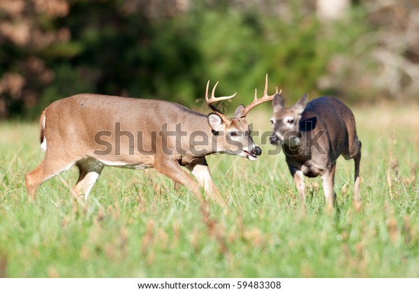 Whitetail Deer Buck Chasing Doe Part Stock Photo Edit Now 59483308