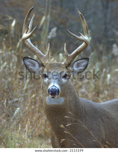 Whitetail Deer Buck Closeup Head Shot Stock Photo 2115199 | Shutterstock