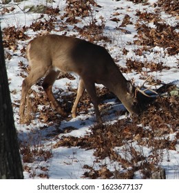 Whitetail Deer Buck Eating Acorns In Westchester County, NY.