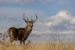 Whitetail Deer Buck In The Fall Rut In Colorado