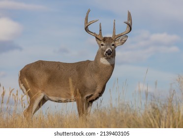 Whitetail Deer Buck in the Fall Rut in Colorado