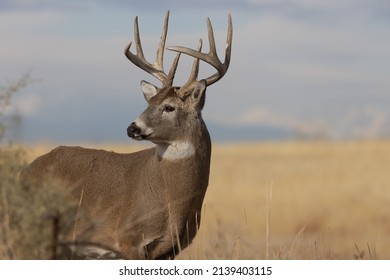 Whitetail Deer Buck in the Fall Rut in Colorado - Shutterstock ID 2139403115