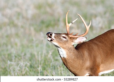 whitetail deer buck lip curls as part of rut behavior