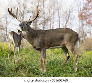 Whitetail deer buck in rut, showing a lip curl or flehmen response
