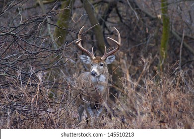Whitetail Deer Buck standing in a field.