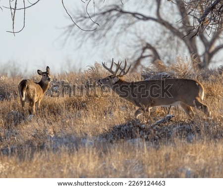 Whitetail Deer Buck standing in field