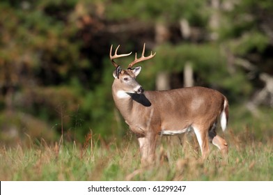 Whitetail Deer Buck Standing Open Meadow Stock Photo 61299247 ...