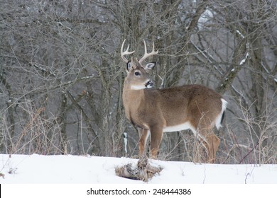 Whitetailed Deer Buck Isolated On White Stock Photo 1565439922 ...