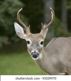 Whitetail Deer Buck That Has Some Spider Webs On His Antlers